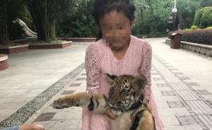 对话泉州9岁遛虎女孩父亲：幼虎和女儿一起长大，不会伤害她