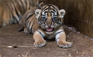 上海动物园孟加拉虎四胞胎命名，两只雄虎用了两个台风的名字