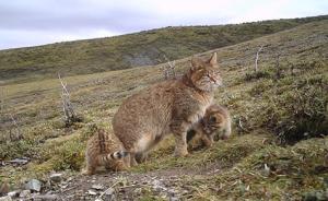 三江源地区首次记录到全球神秘猫科动物荒漠猫完整育幼行为
