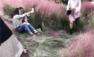 拍照人群踩的踩压的压：种了三年的杭州网红“花海”三天被毁