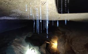 洞穴深处发现昆虫景观，如“阿凡达树”