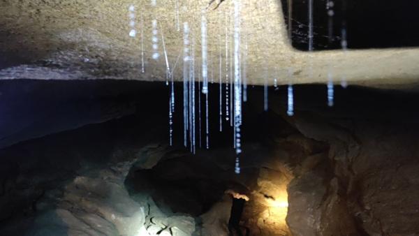 洞穴深处发现昆虫景观，如“阿凡达树”