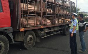农业部：加强生猪跨省调运监管，确保检查站24小时值班