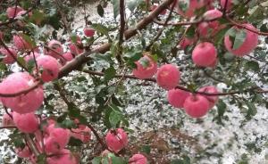 烟台威海突降冰雹，枝头红苹果被砸伤