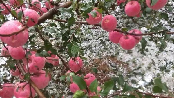 烟台威海突降冰雹，枝头红苹果被砸伤