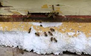 老人在长沙一小区养30箱蜜蜂自称不蜇人，业主：多人被蜇伤