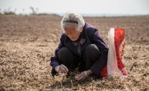黄河滩区秋收季：89岁老人步行数里捡豆子，给重孙做豆浆