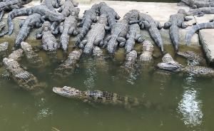 安徽泾县：扬子鳄保护区内停止征地、停止26个建设项目施工