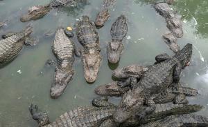 直播录像丨保护区遭违规侵占，安徽扬子鳄保护区生存环境探访