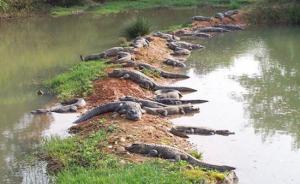 扬子鳄国家级自然保护区被侵占，安徽调查结束已启动问责