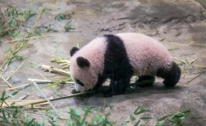 日媒：中日将达成新的大熊猫租借协议，再续“熊猫外交”