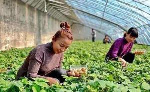 浙江鼓励大学毕业生从事现代农业，最高可获补助3万元
