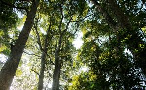 国家林草局：我国人工林规模居世界首位，蓄积24亿多立方米