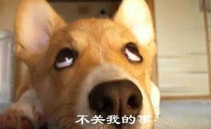 男子骂人“恶狗”被拘，台州七人合议庭认定处罚过重判令撤销