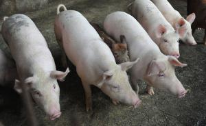 农村农业部：浙江台州发生非洲猪瘟疫情，已得到有效处置
