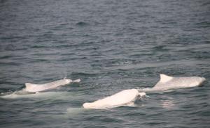 港珠澳大桥：保护白海豚花了3.4亿，实现“零伤亡不搬家”