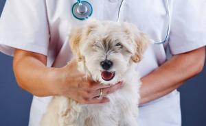 美团点评新职业报告：宠物医生月入2万，最有“钱景”