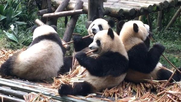 游客们“急眼”了：大熊猫你快看过来！