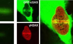同济大学团队首次发现DNA识别受体cGAS会促癌