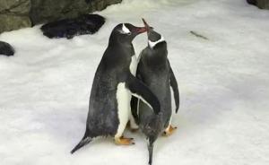 初当“父母”！澳大利亚水族馆一对雄性企鹅成功孵化出后代