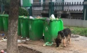 夫妻“救”警犬被指盜竊：望警方發監控