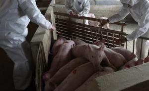 湖南桃源县排查出非洲猪瘟疫情：发病106头、死亡99头