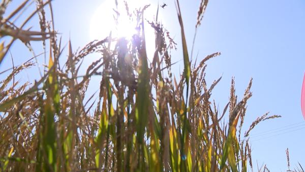 菏泽海水稻试种成功，亩产达千斤