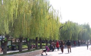 柳树被修剪成“齐刘海”，市民：刻板啊