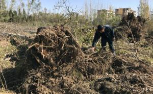 洛阳农民多棵杨树被毁坏无人赔偿，村委会：施工队推错了