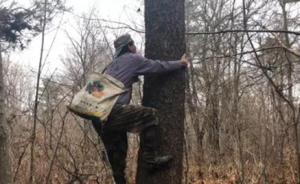 吉林深山的松塔采集人：一天爬20多次树，打一棵松塔3元