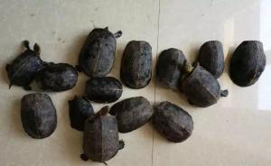 专门训练猎犬上天目山抓了14只黄缘闭壳龟，杭州三男子被捕