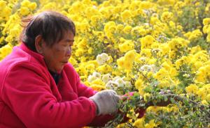 河南温县：黄河滩区怀菊美不胜收，“采菊人”开启采摘季