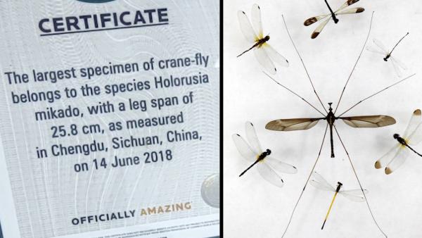 都江堰发现25.8厘米长世界最大蚊子