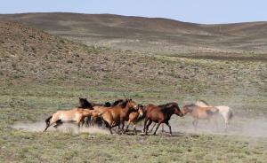 中国成为世界最多野马拥有国，新疆甘肃野马数量达515匹