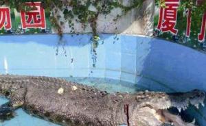 厦门鳄鱼被17公分石块砸破头，动物园：肇事者就为试探死活