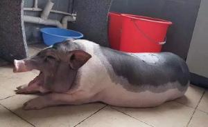 广东一大学生在校养猪被通报批评：宿舍到底能否养宠物？