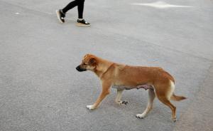 杭州城管：网称临平扑杀犬类系谣言，仅针对不拴绳遛犬等执法