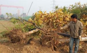郑州一景观林近500棵树一夜遭毁，含多株16万元名贵树种