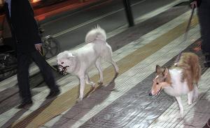 杭州整治养犬：大型犬不得出户，遛犬不牵绳最高罚1千