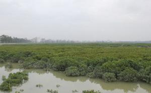 湿地“牛皮癣”久治不愈，泉州严肃问责推动生态修复