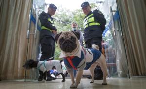 直播录像丨杭州首推文明养犬检查点，直击最严遛狗街头执法