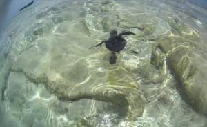 海南三沙，全国唯一海龟自然产卵的温床