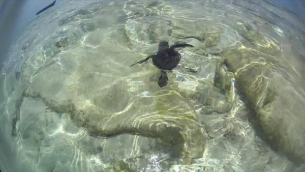 海南三沙，全国唯一海龟自然产卵的温床