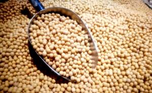 尼日利亚批准五项转基因大豆用于食品和饲料，品种耐除草剂