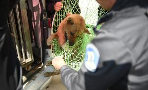 深圳每年收治流浪犬约千条，爱心市民可以认领非禁养犬