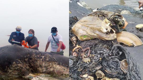 鲸鱼尸体现印尼，胃有12斤塑料垃圾