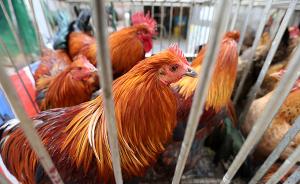 云南腾冲市和禄劝县各发生一起H5N6亚型禽流感疫情