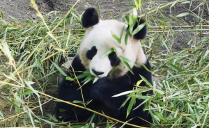 沿着卧龙映秀公路，走访重建后的大熊猫保护基地