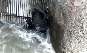 “熊大”下山被困，动物园人员赶来施救