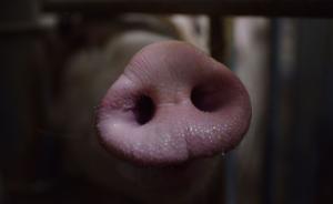农业农村部：对所有非洲猪瘟疫区生猪扑杀，是为保护生猪产业